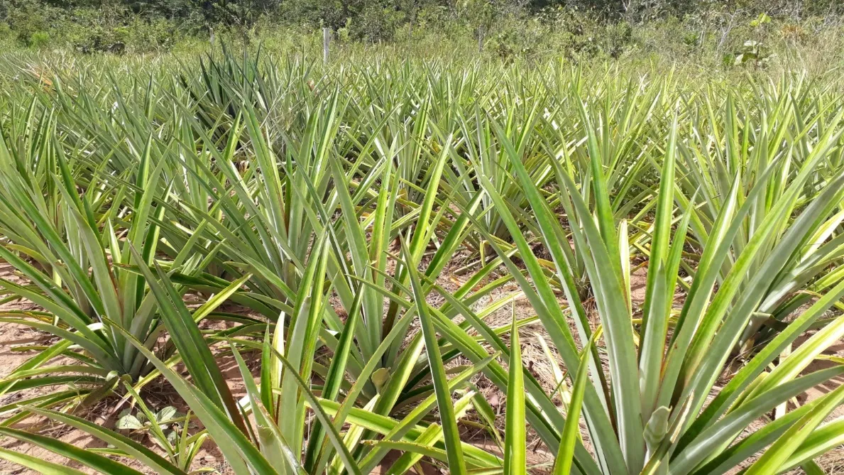 Plantação de abacaxi em comunidade indígena