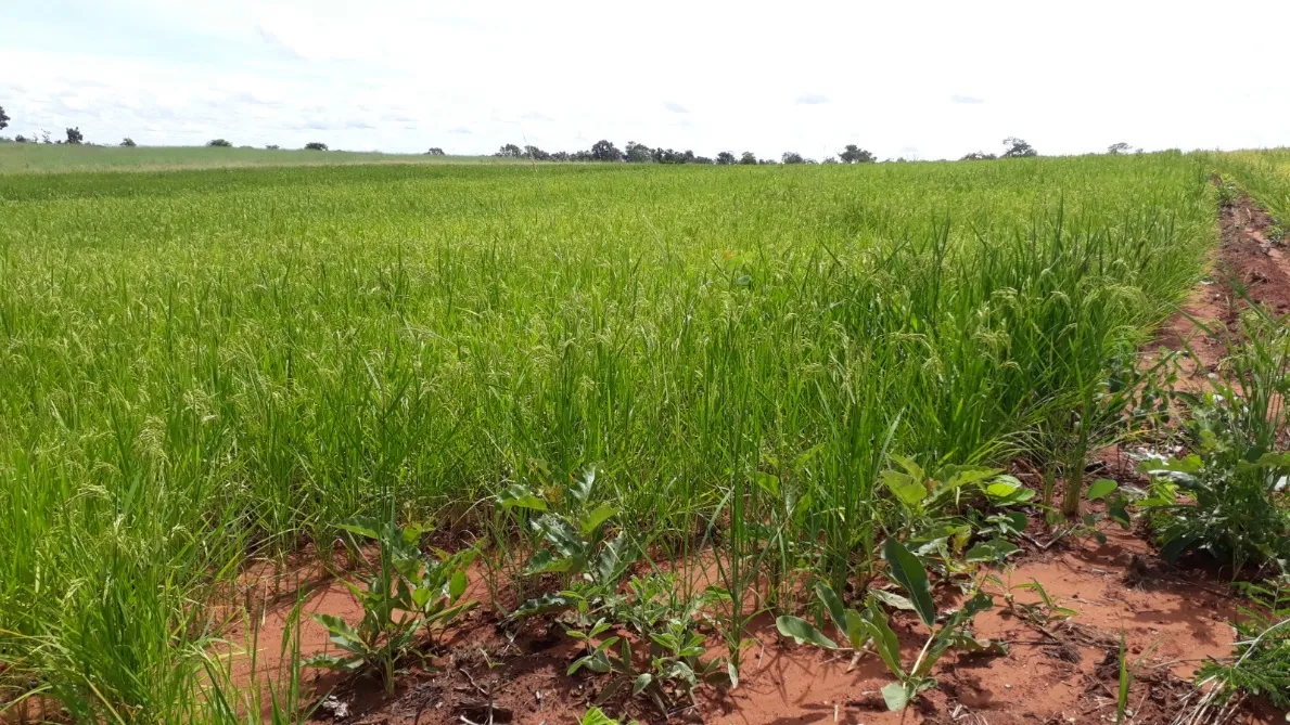 Lavoura de arroz cultivada por cooperados