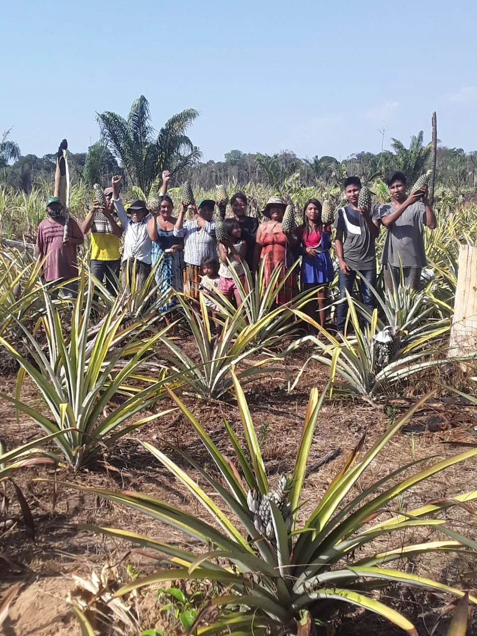 Comunidade cooperada em campo de produção — referência à Agricultura Familiar Indígena