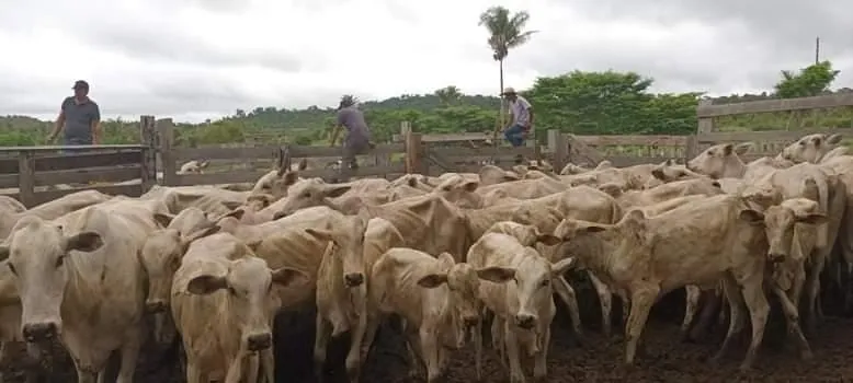 Pecuária em comunidade cooperada