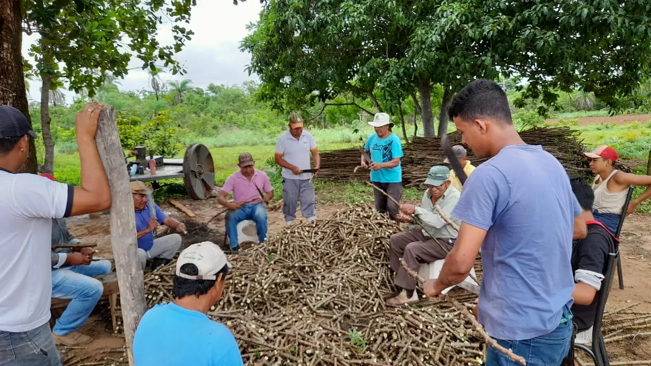 Cooperados processando mandioca em aldeia