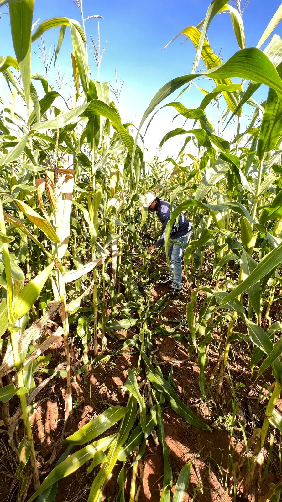 Plantação de milho em comunidade indígena