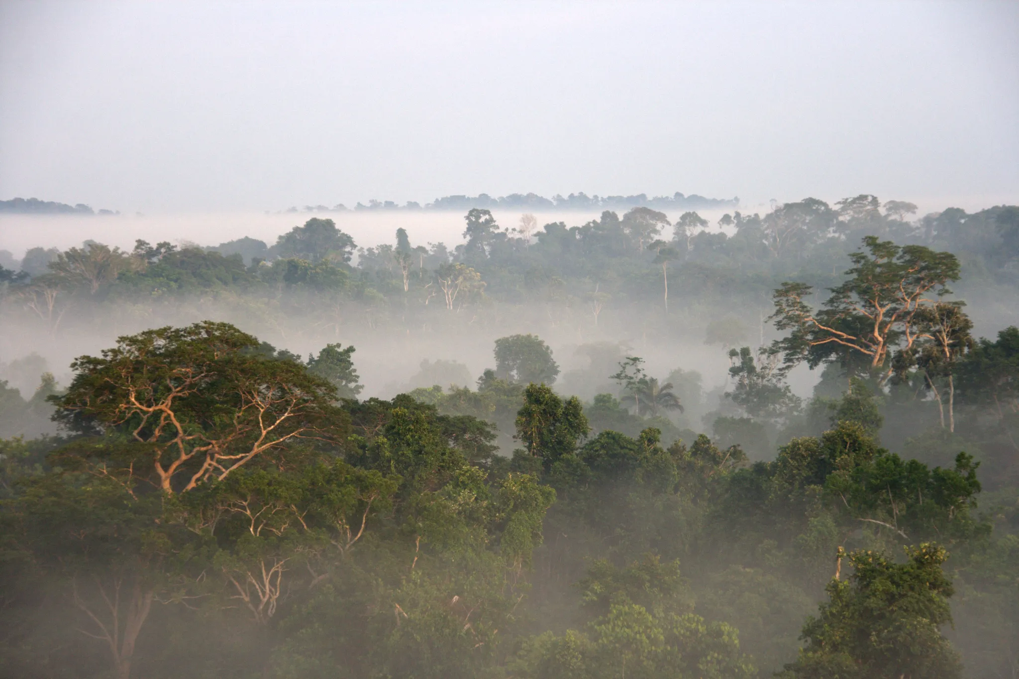 Copa da floresta amazônica ao amanhecer com névoa baixa