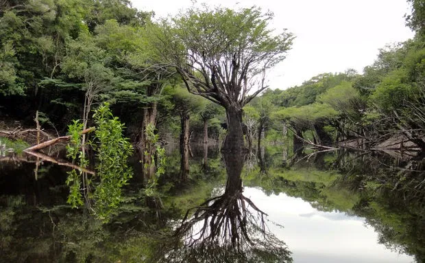 Floresta amazônica preservada — referência ao Programa Coopaibra Carbon