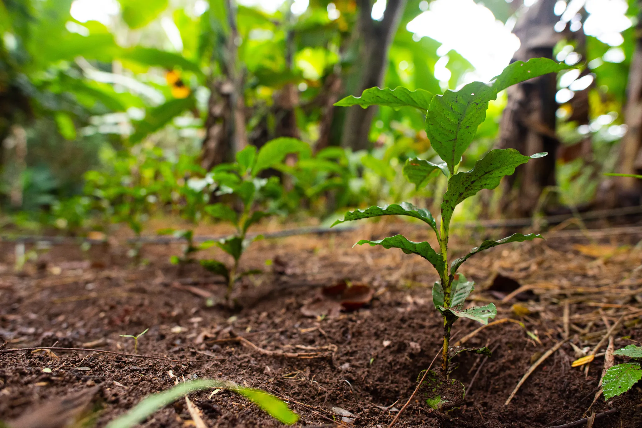 Mudas de plantio em solo amazônico